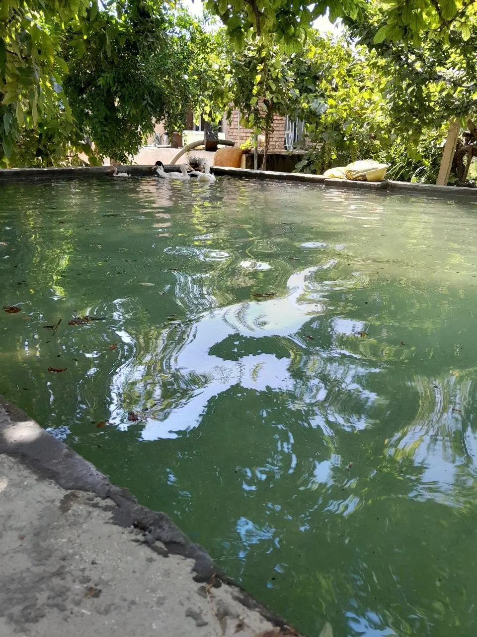 باغچه