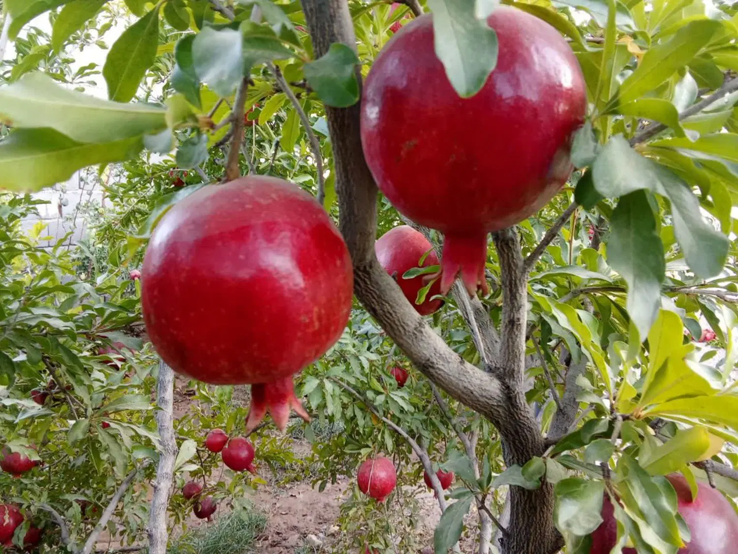 ویلا باغ خوش آب و هوا