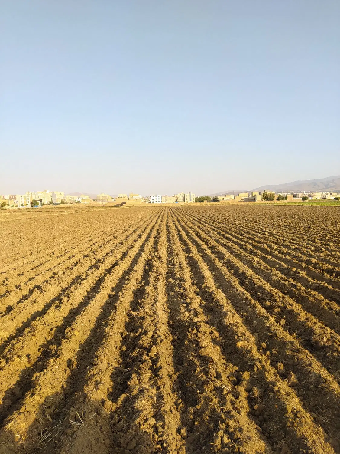 زمینه دیم جهت کشت گندم و جو اجاره میکنم