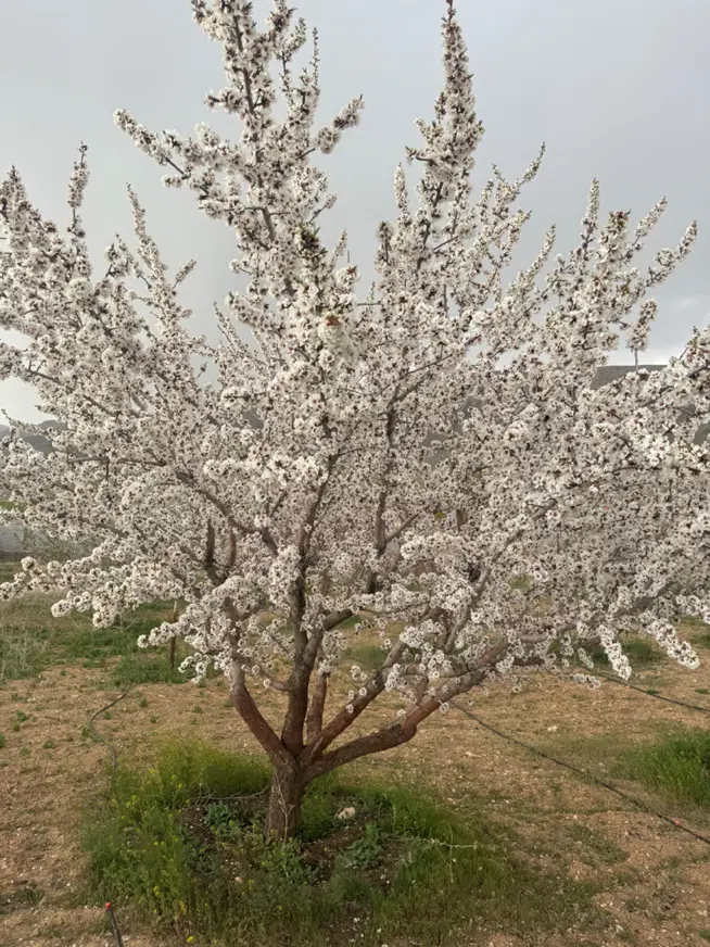 زمین باغی