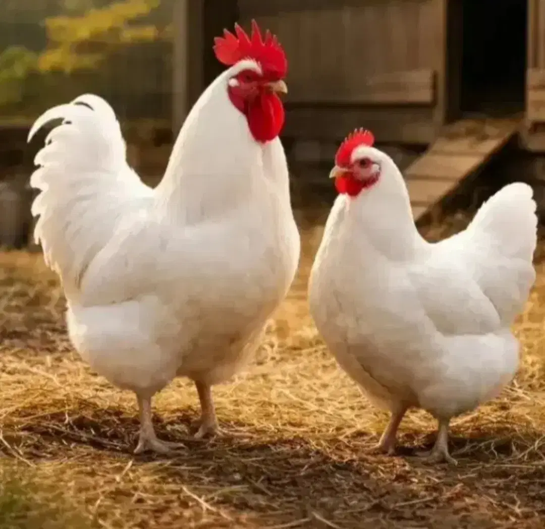 مرغداری ۸۰ هزار تایی
