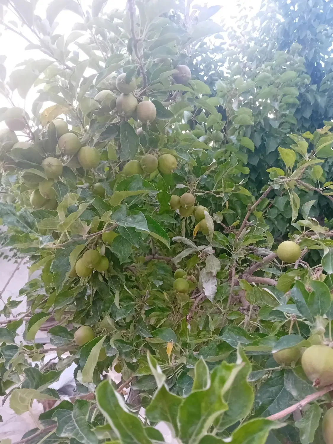 باغ ویلاجاده کاهوخیابان شهریار۱۵۰متر بناآب برق گاز