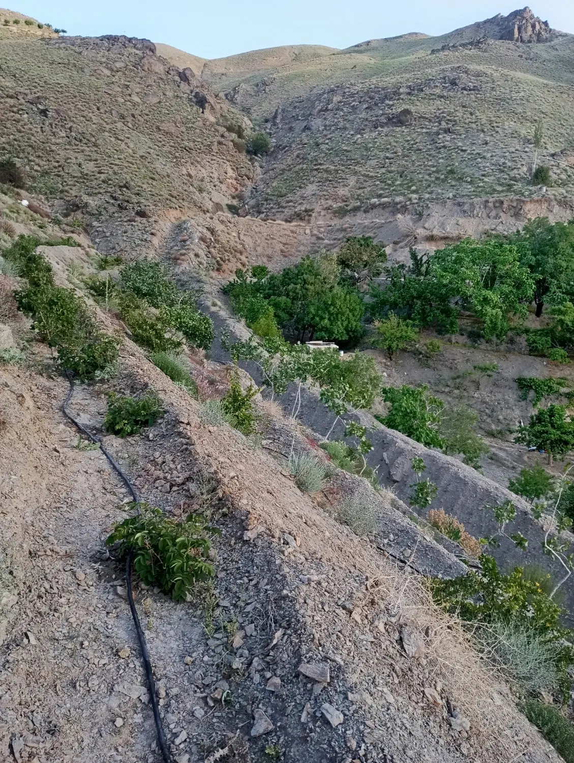 باغ سرسبز و خوش آب و هوا