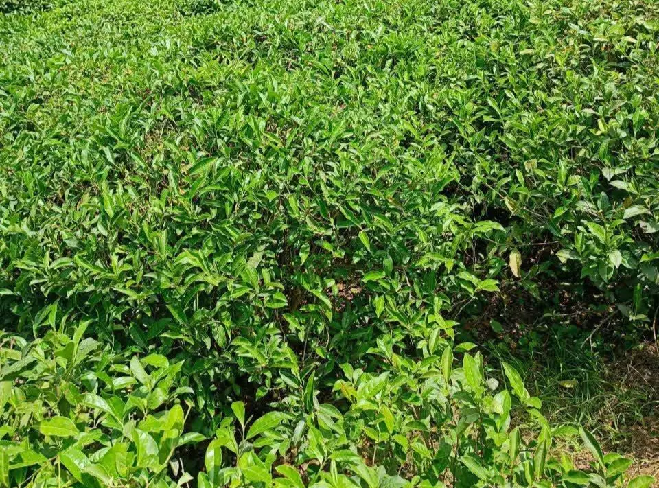 فروش زمین باغ چای
