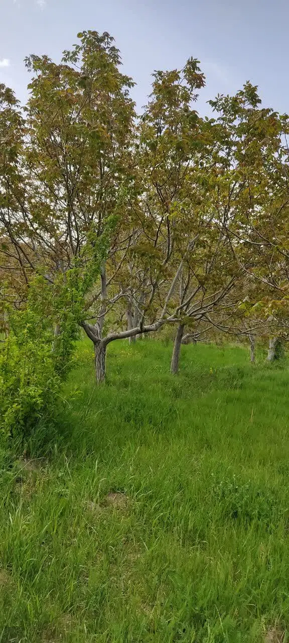 زمین فروشی رجایی 48