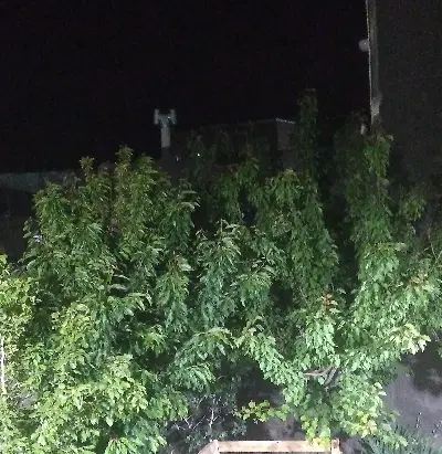 زمین کشاورزی برای خانه باغ