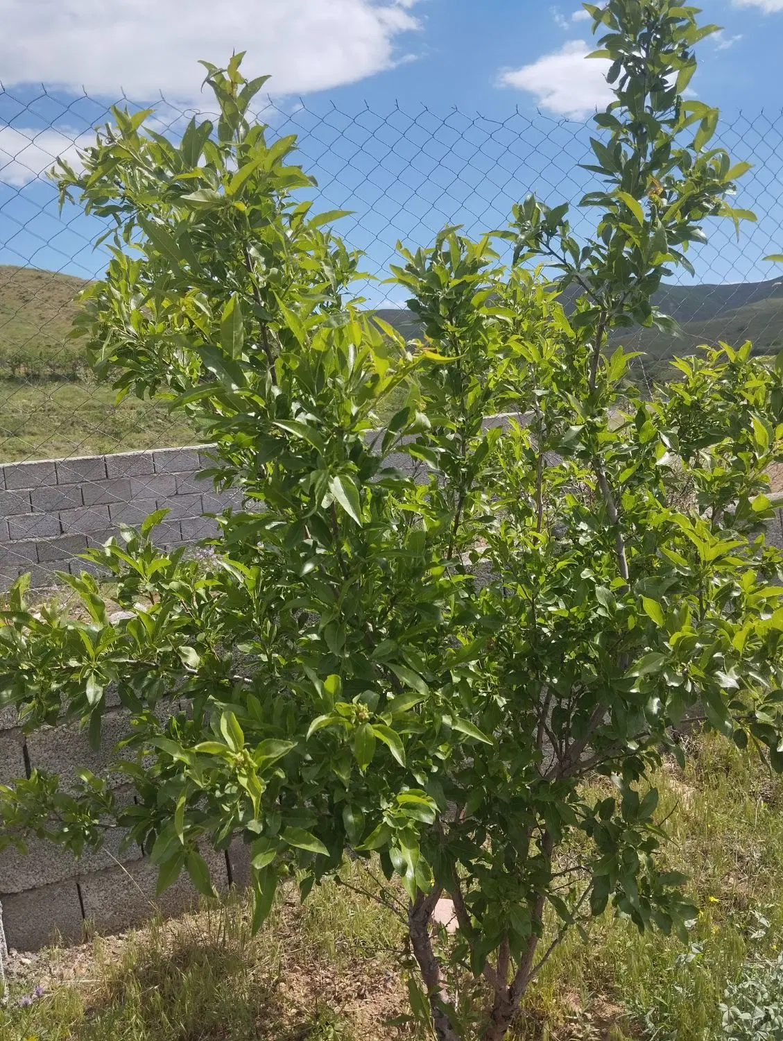 باغ618متر در منطقه ییلاقی سیوان