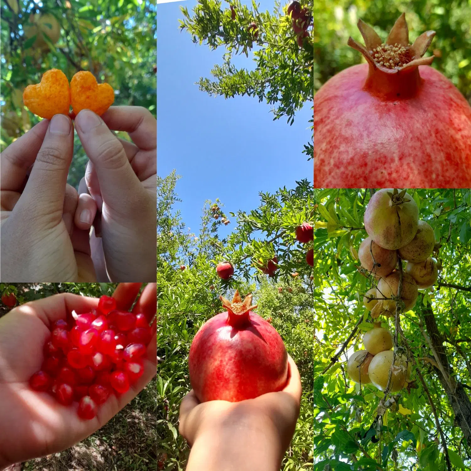 باغ مهریز