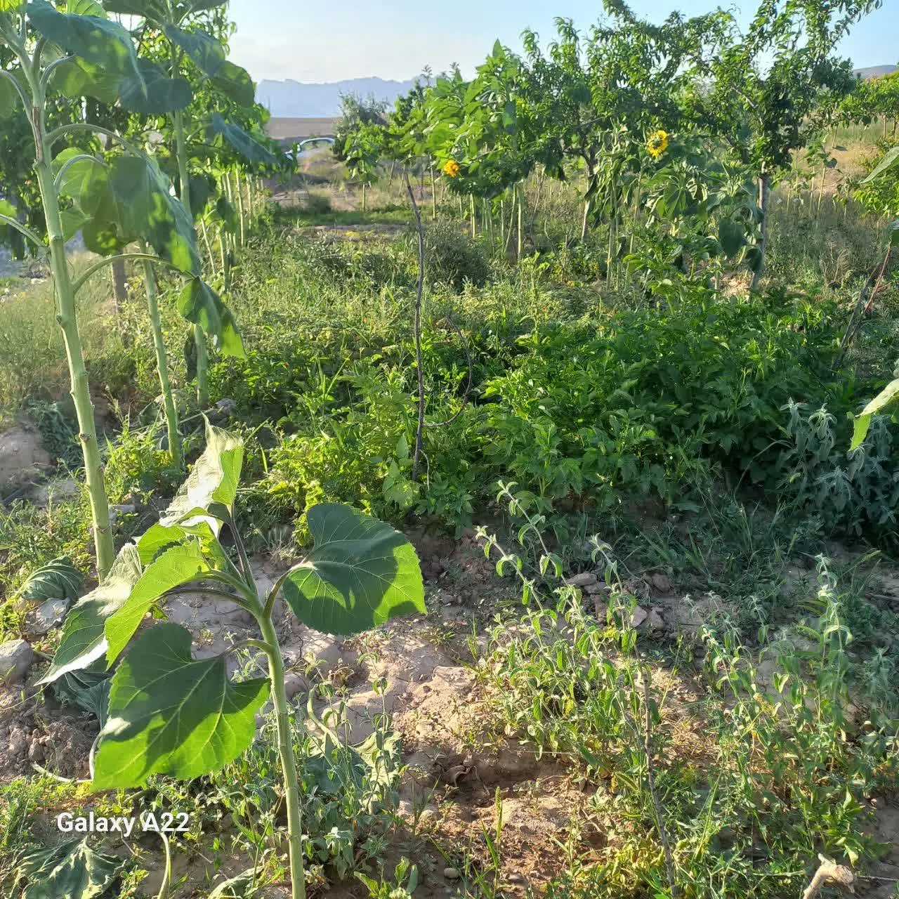 باغ میوه در منطقه اندرخ