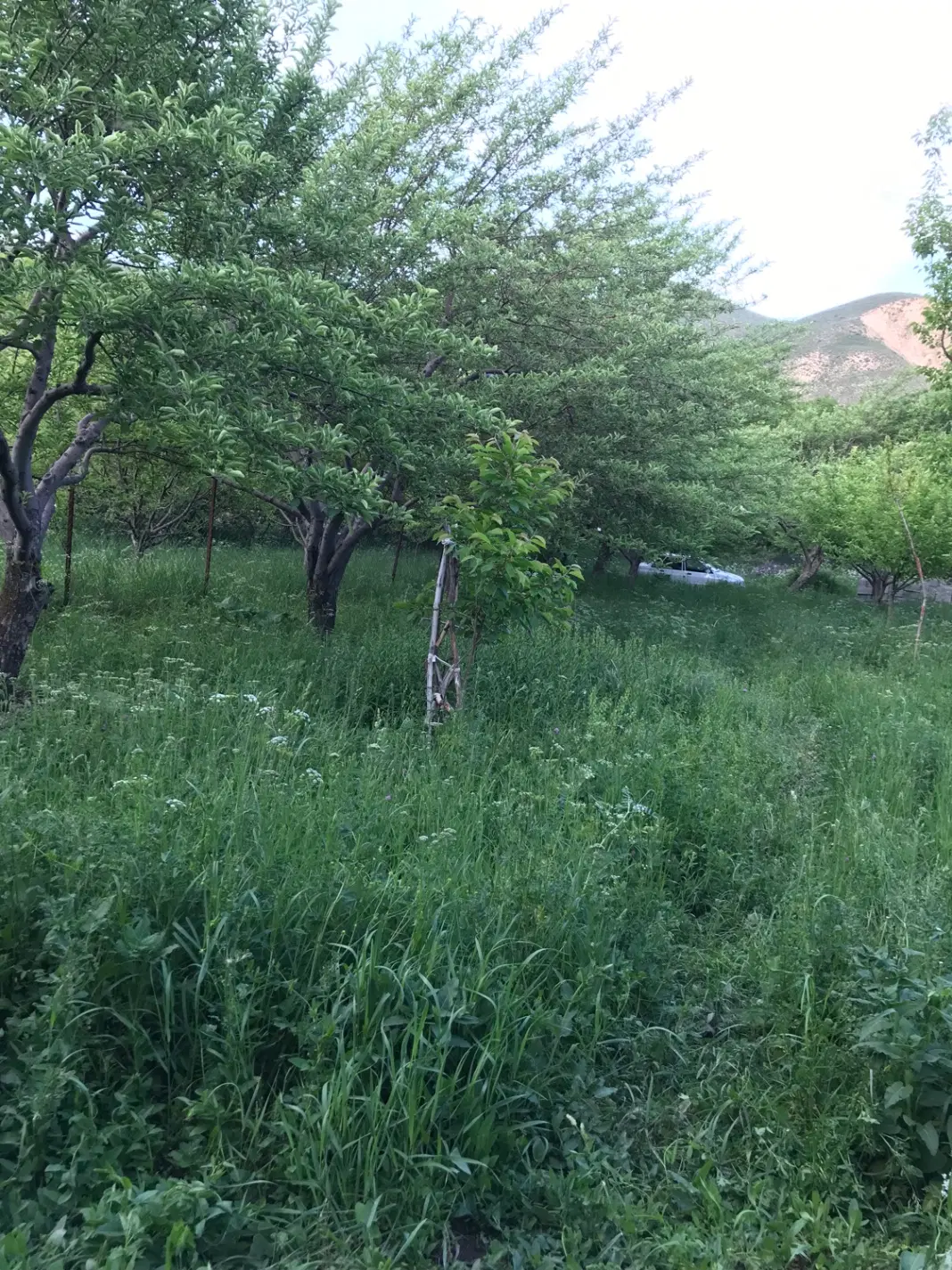باغ در اسپیران ، گنزنق