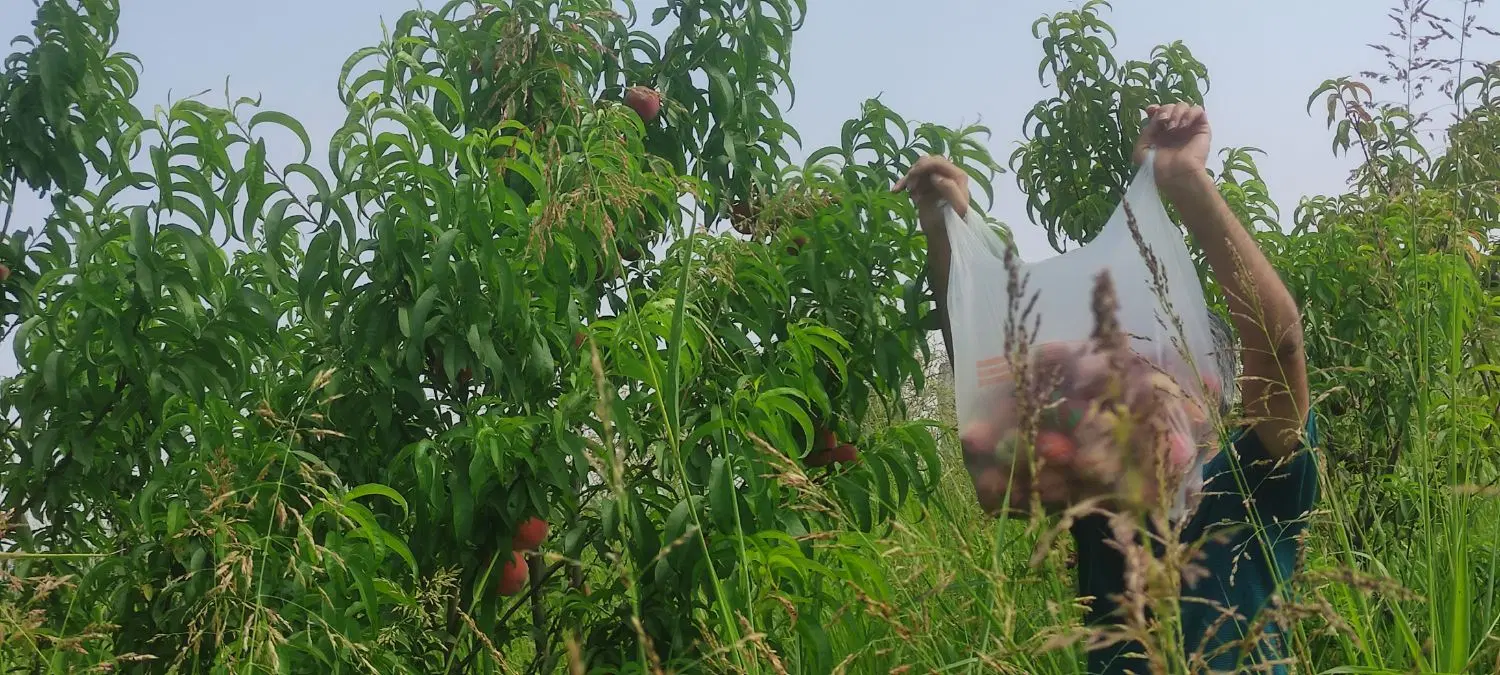 باغ  ۴ساله سند تک برگ سید میران