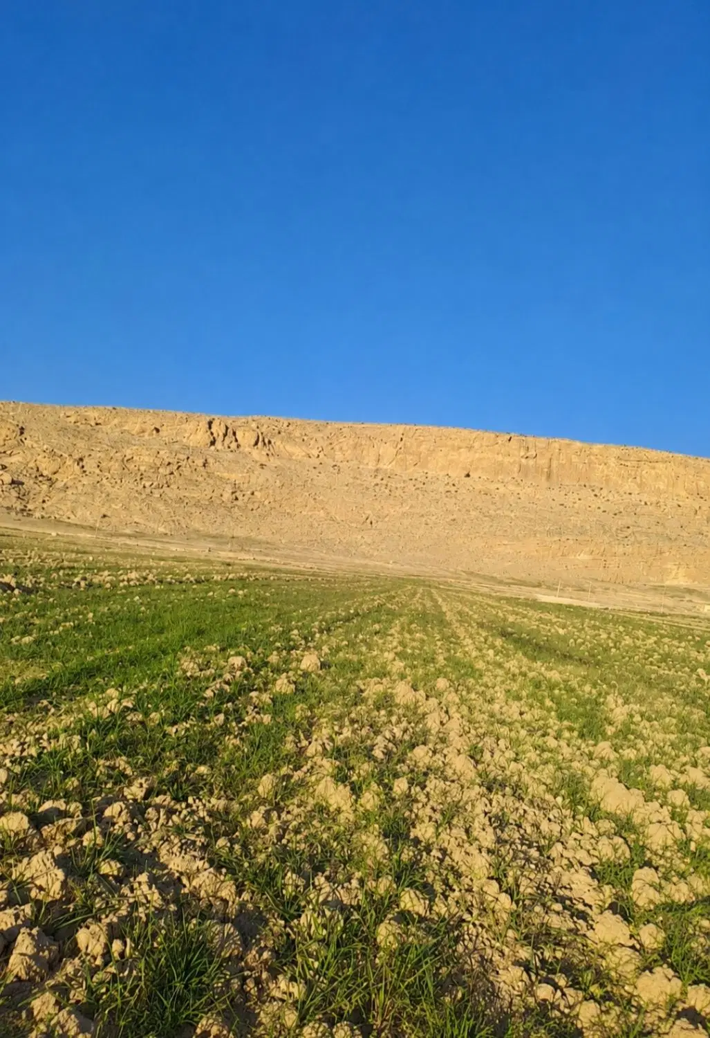 زمین کشاورزی