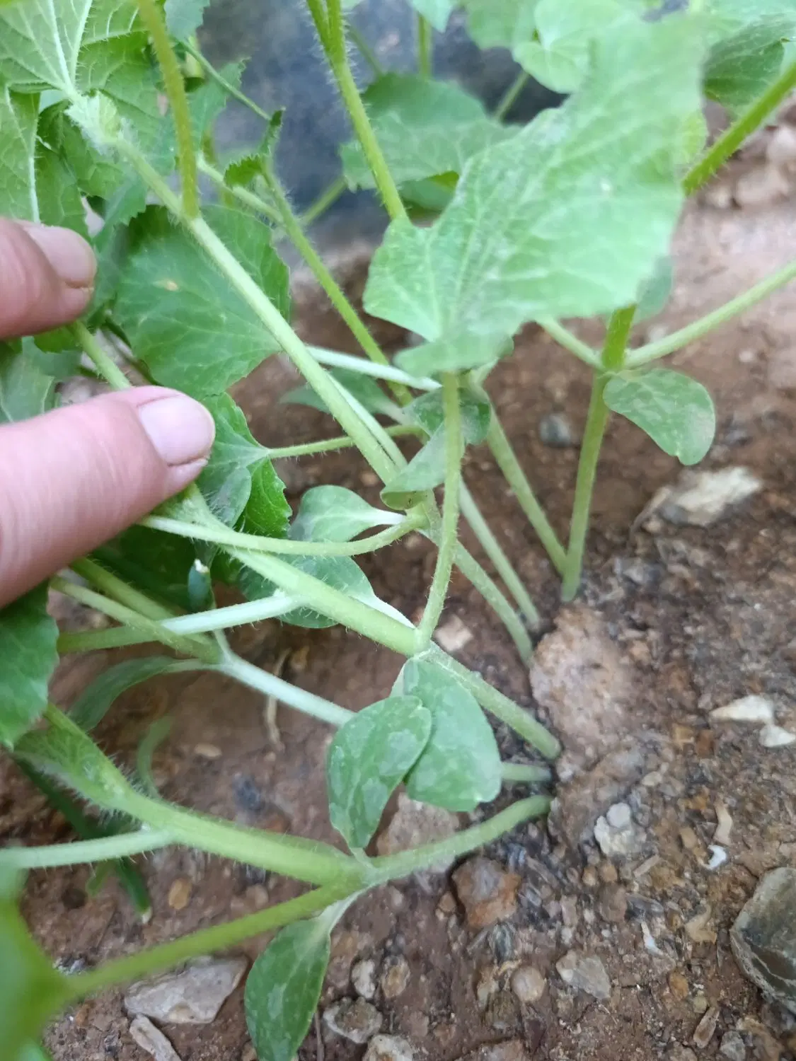 ۴۰۰ متر زمین مناسب ویلایی مسکونی