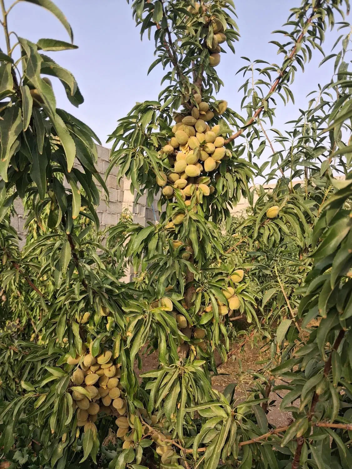 فروش ومعاوضه باغ