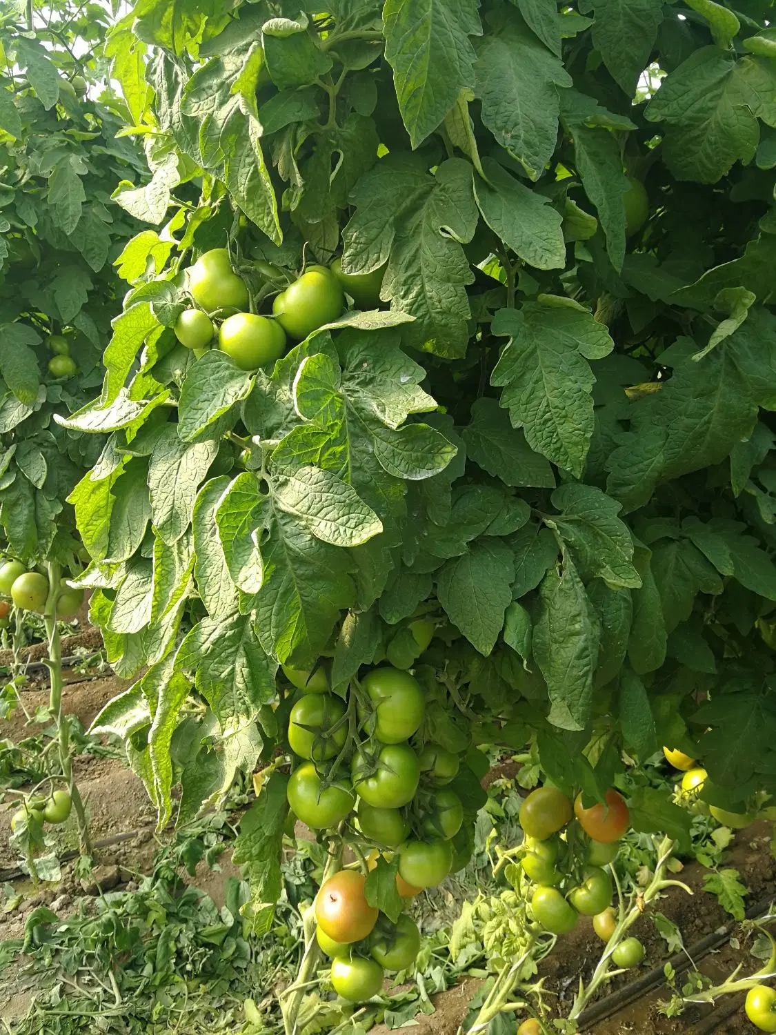 اجاره گلخانه