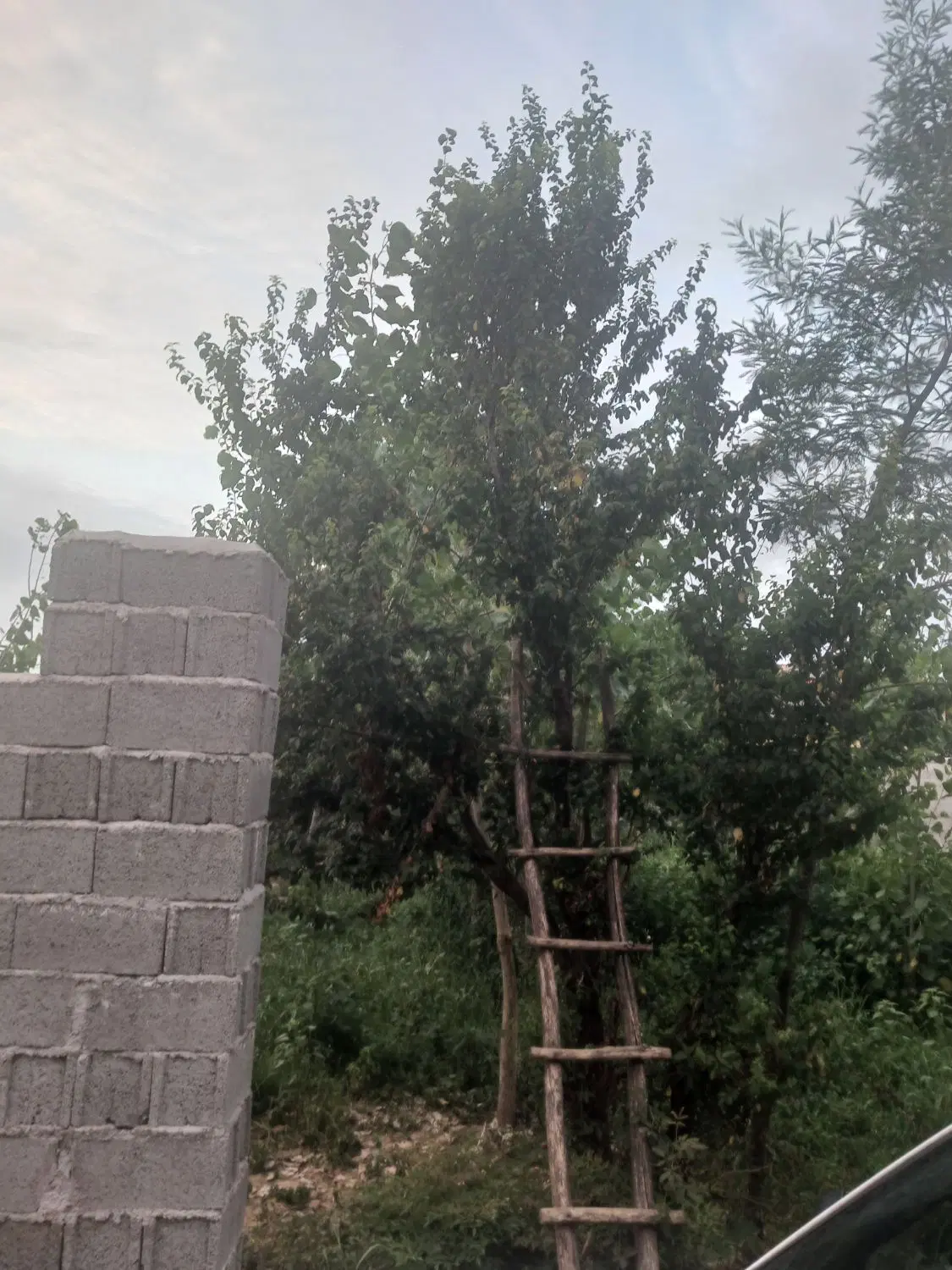 فروش زمین _ ۲۰۰ متر_ سالکویه