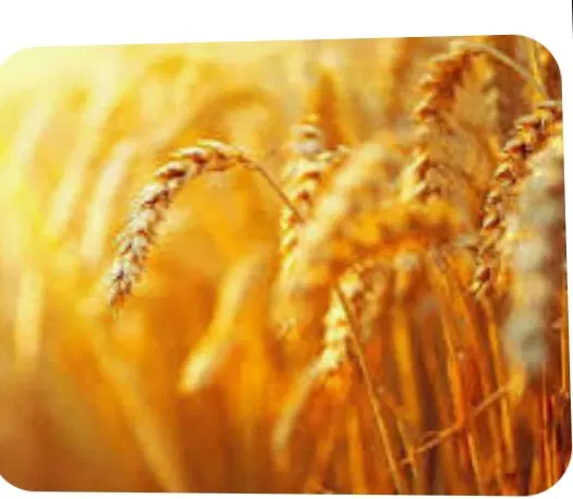 جا گندم(کره) 10هکتار بیشتر در الشتر روستای آهنگران