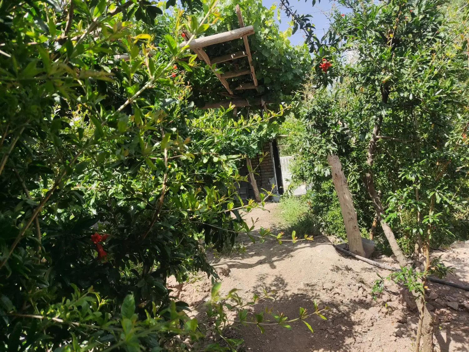 باغچه