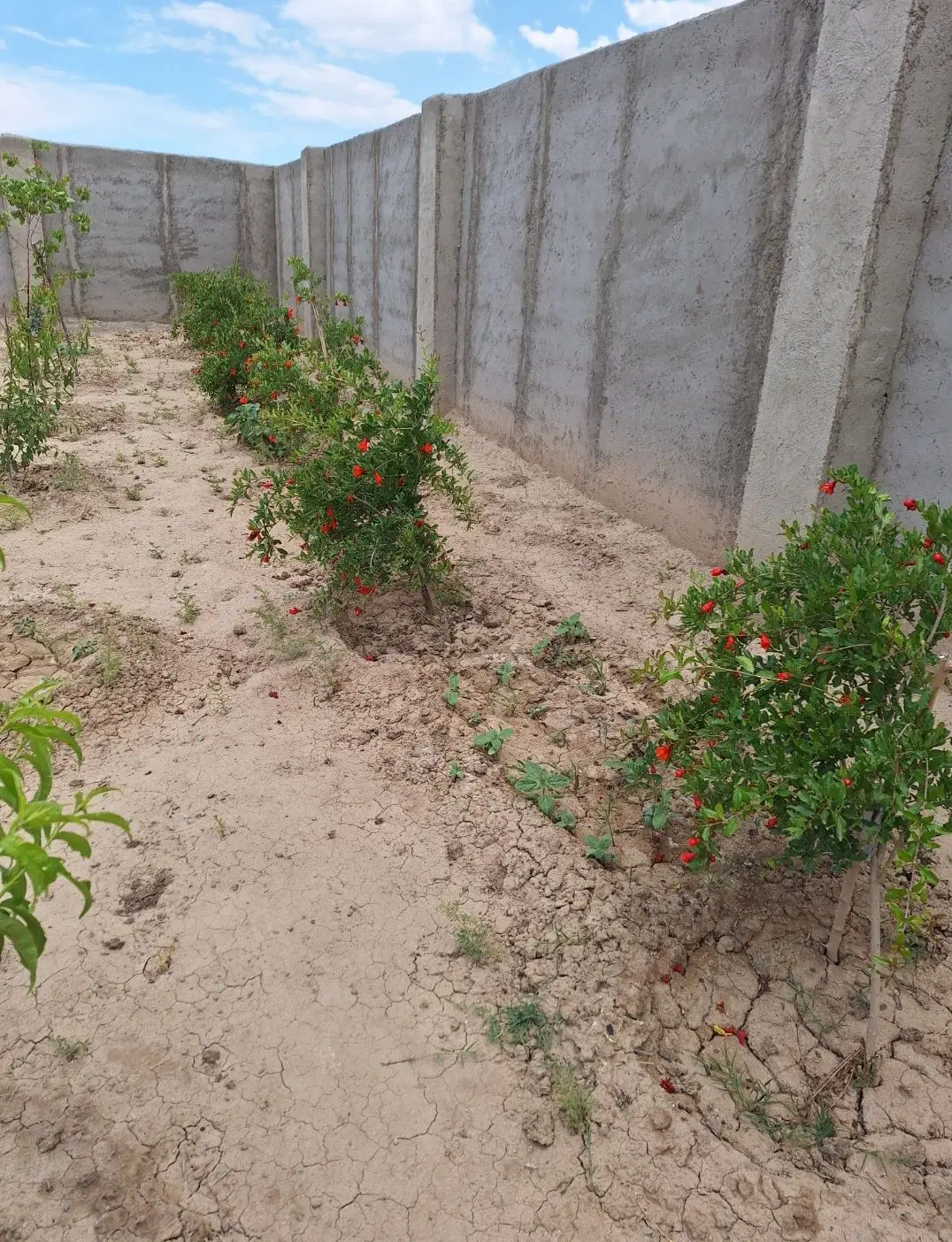 باغچه