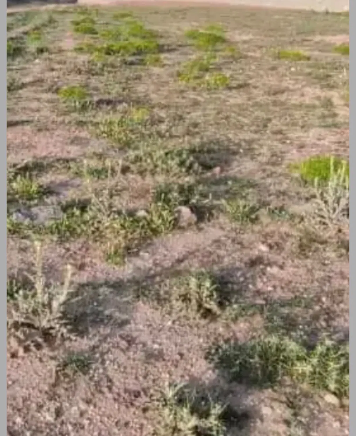 زمین چنارستان علیا