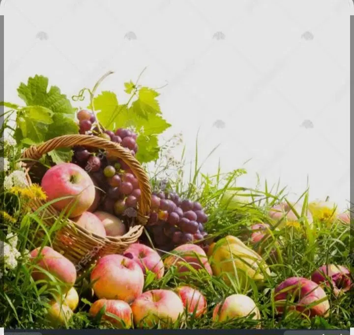 اجاره سیب و انگور به صورت شراکتی