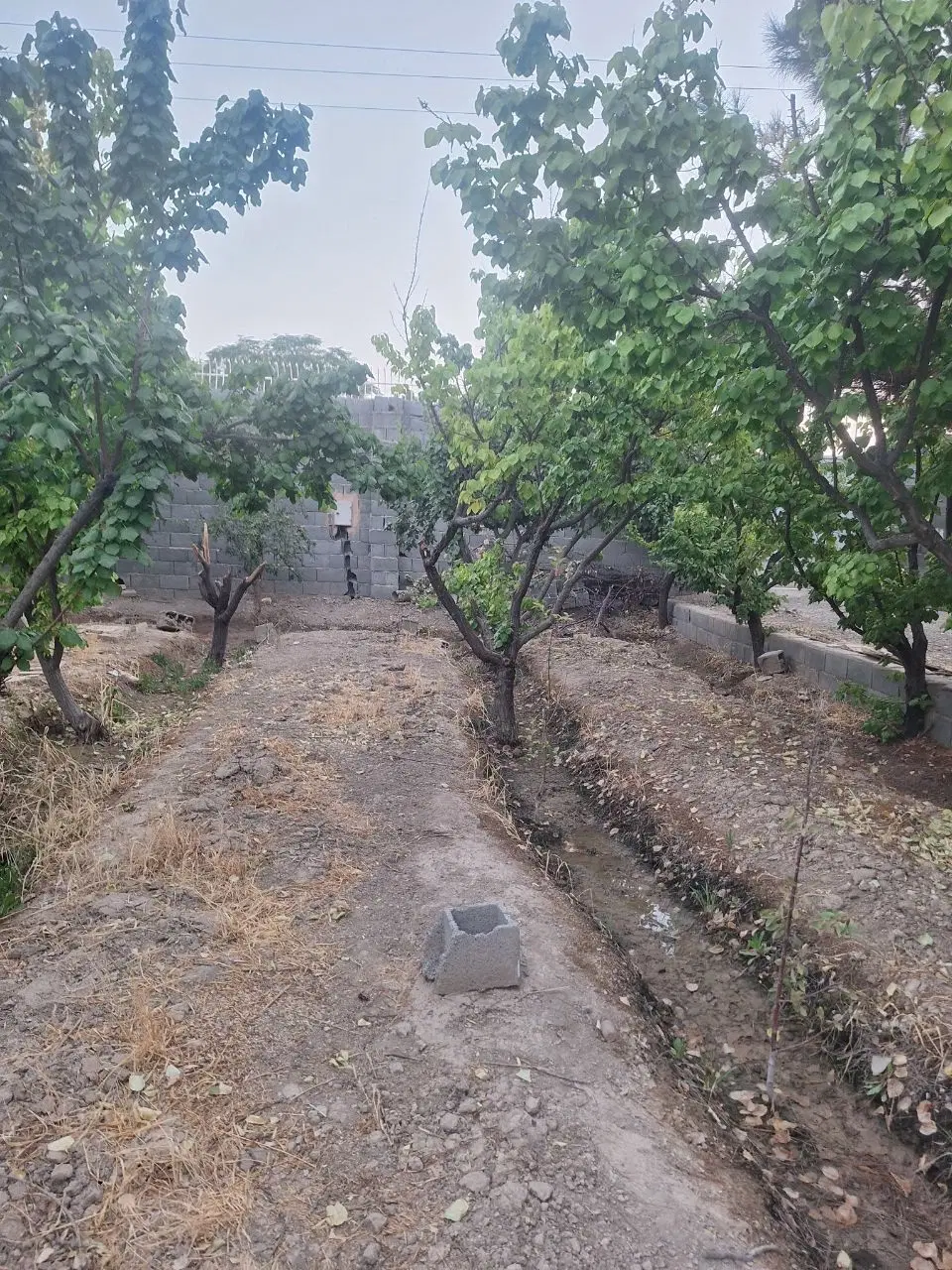 باغ