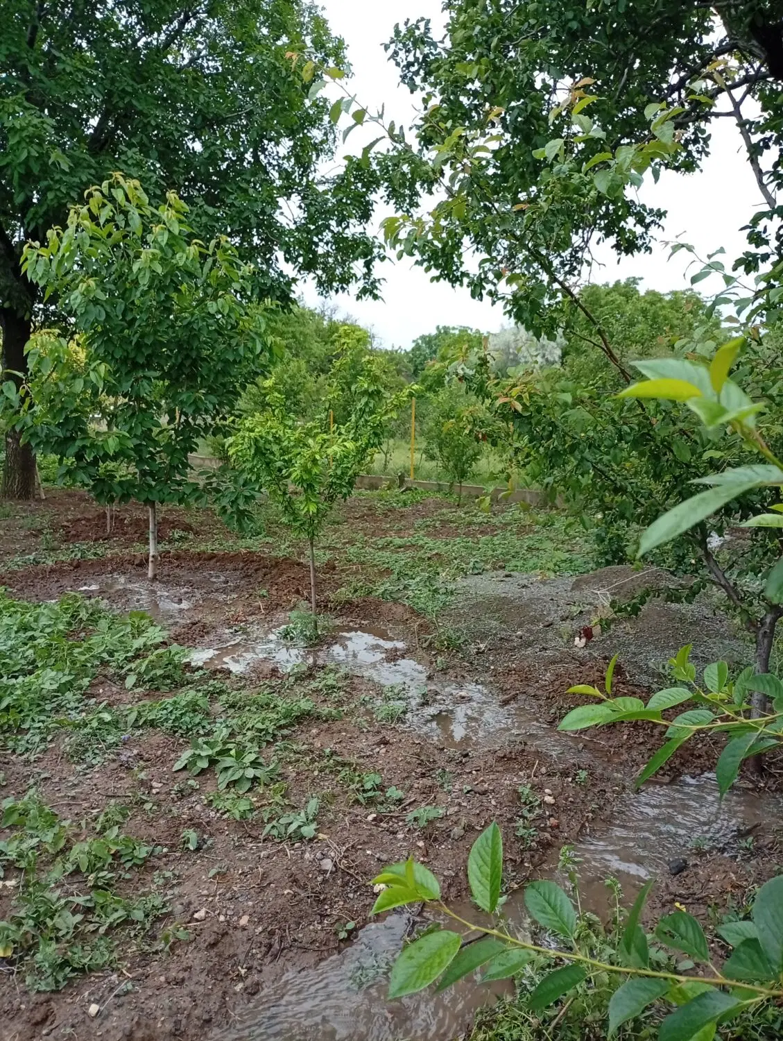 فروش باغ در روستای دیزج با حق آبه روستایی