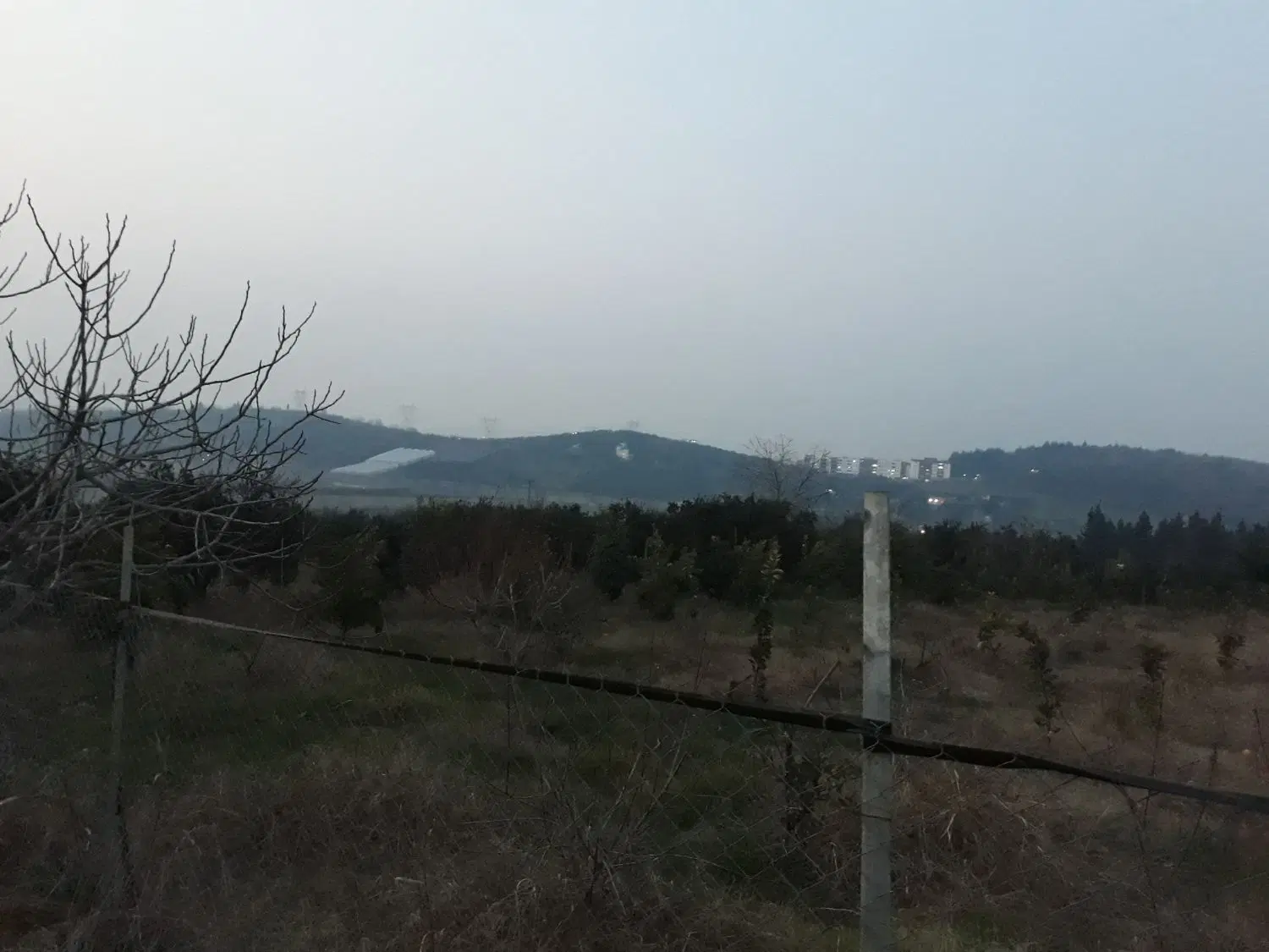 فروش باغ مرکبات ۷ساله