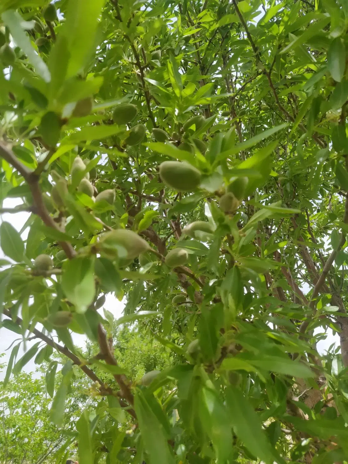 باغ میوه
