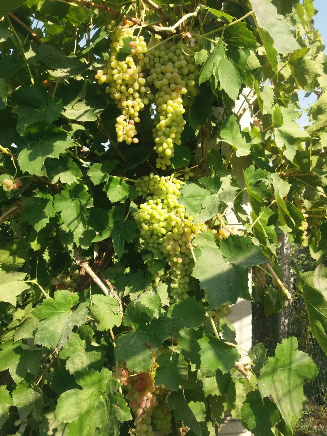اجاره باغ انگور