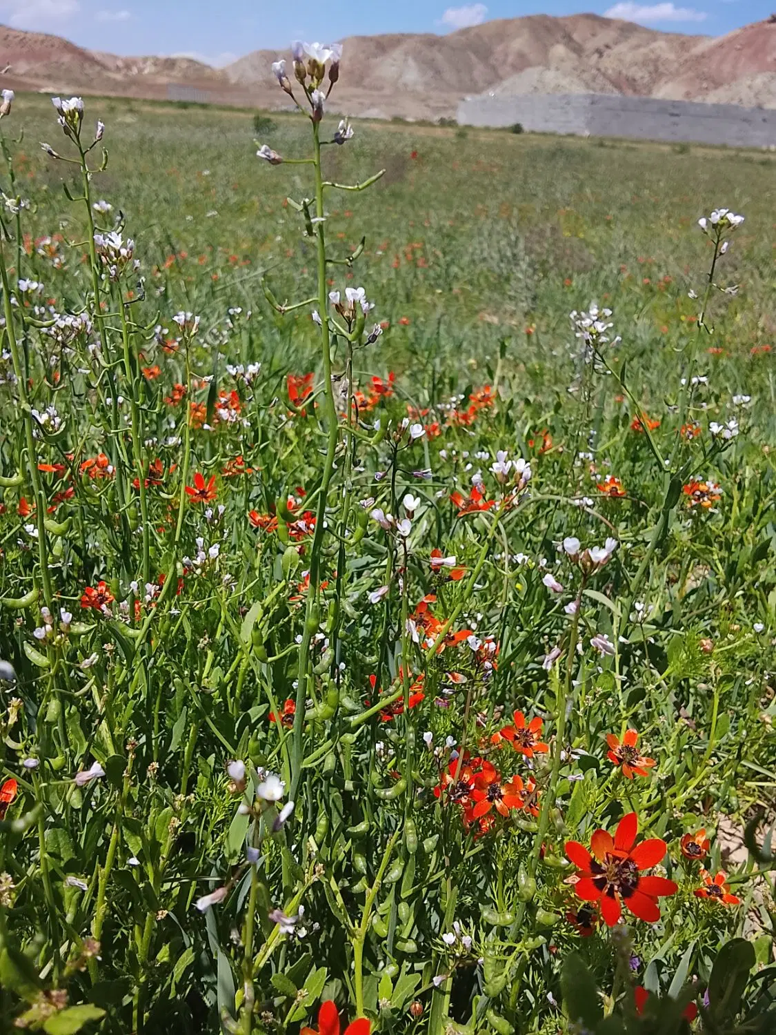 زمین باغی سرسبز ، شهریار تبریز