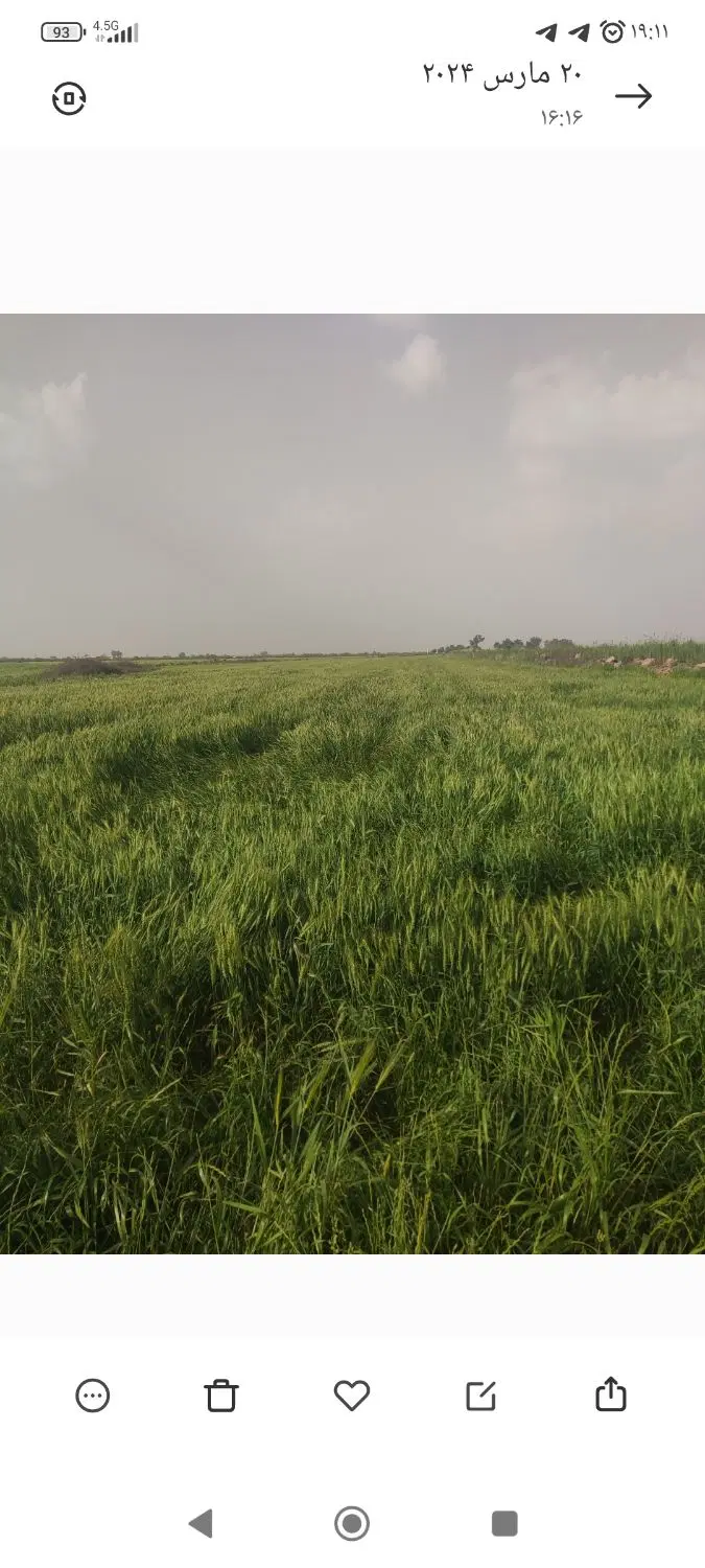 اجاره زمین برای کاشت گندم