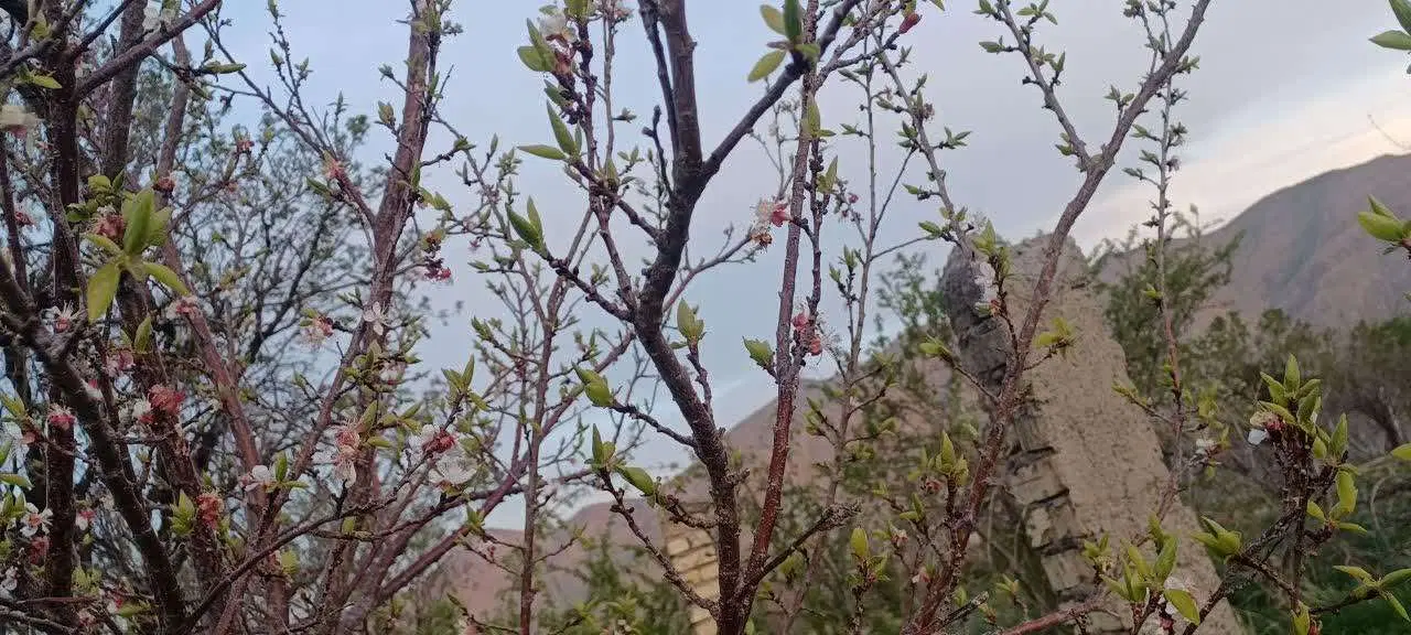 ملک(باغ)