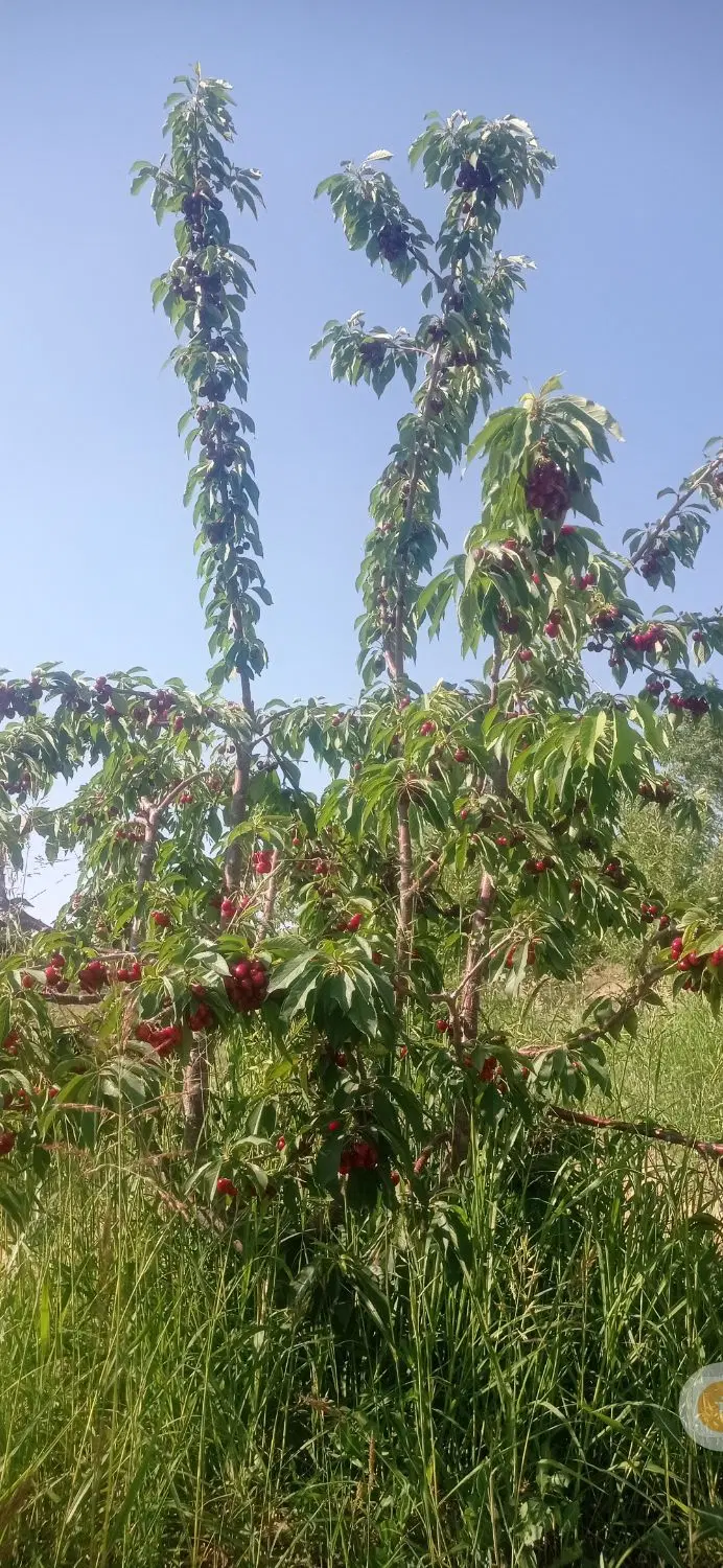 فروش باغ میوه در شهرستان سامان