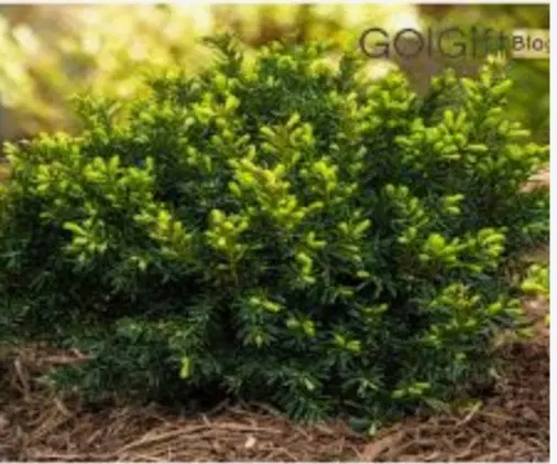 زمین باغچه ۴۰۰ متری
