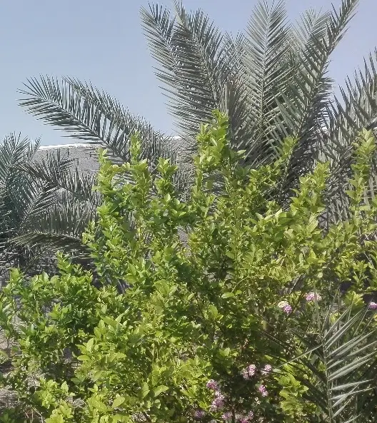 فروش باغ شهری