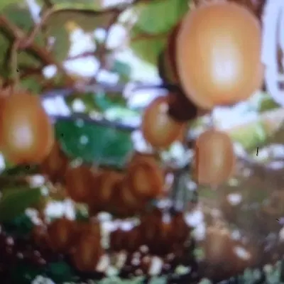 زمین باغ کیوی