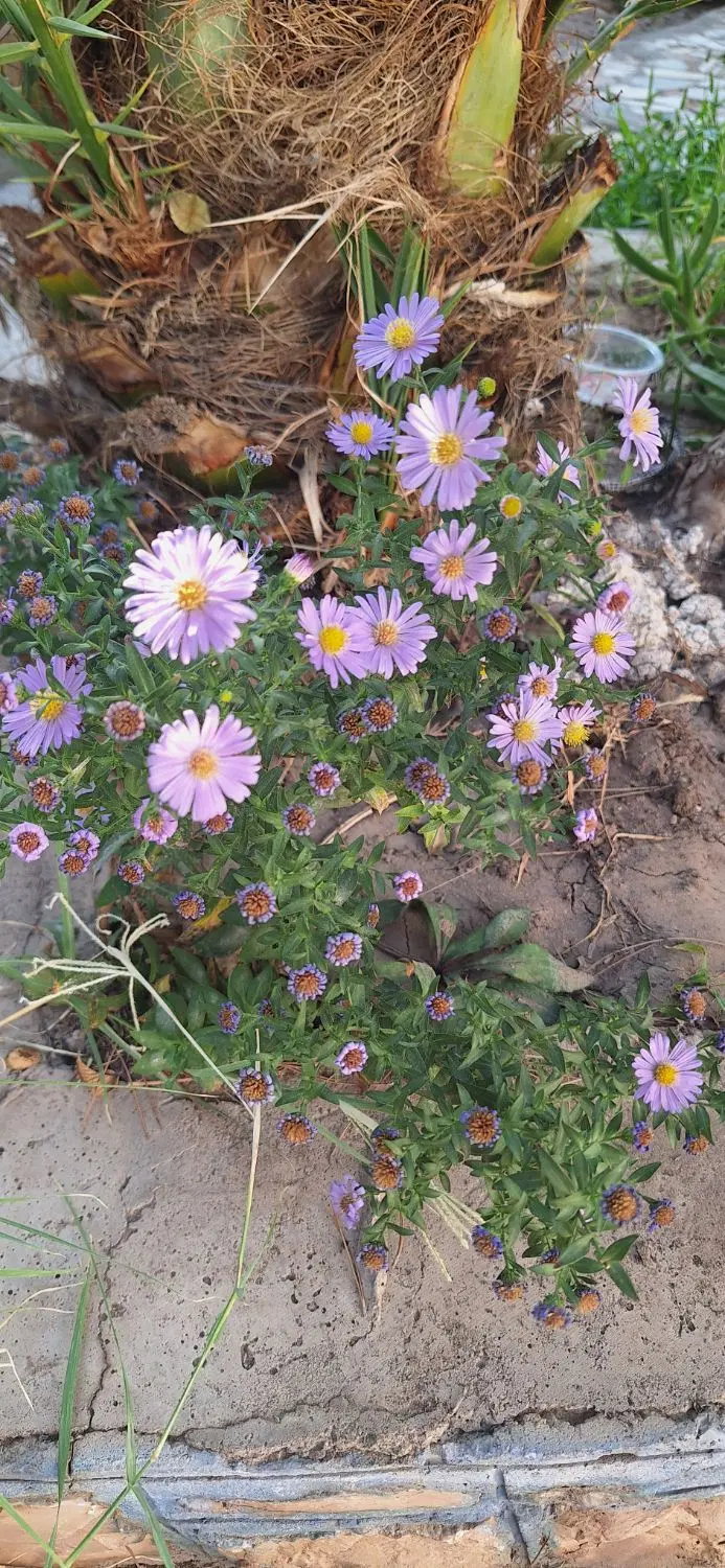 خانه فروشی