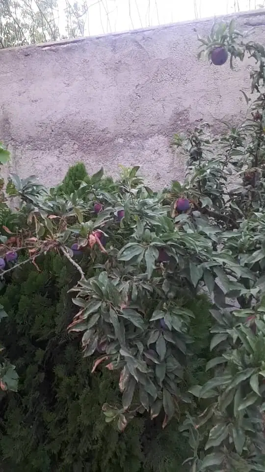 باغچه