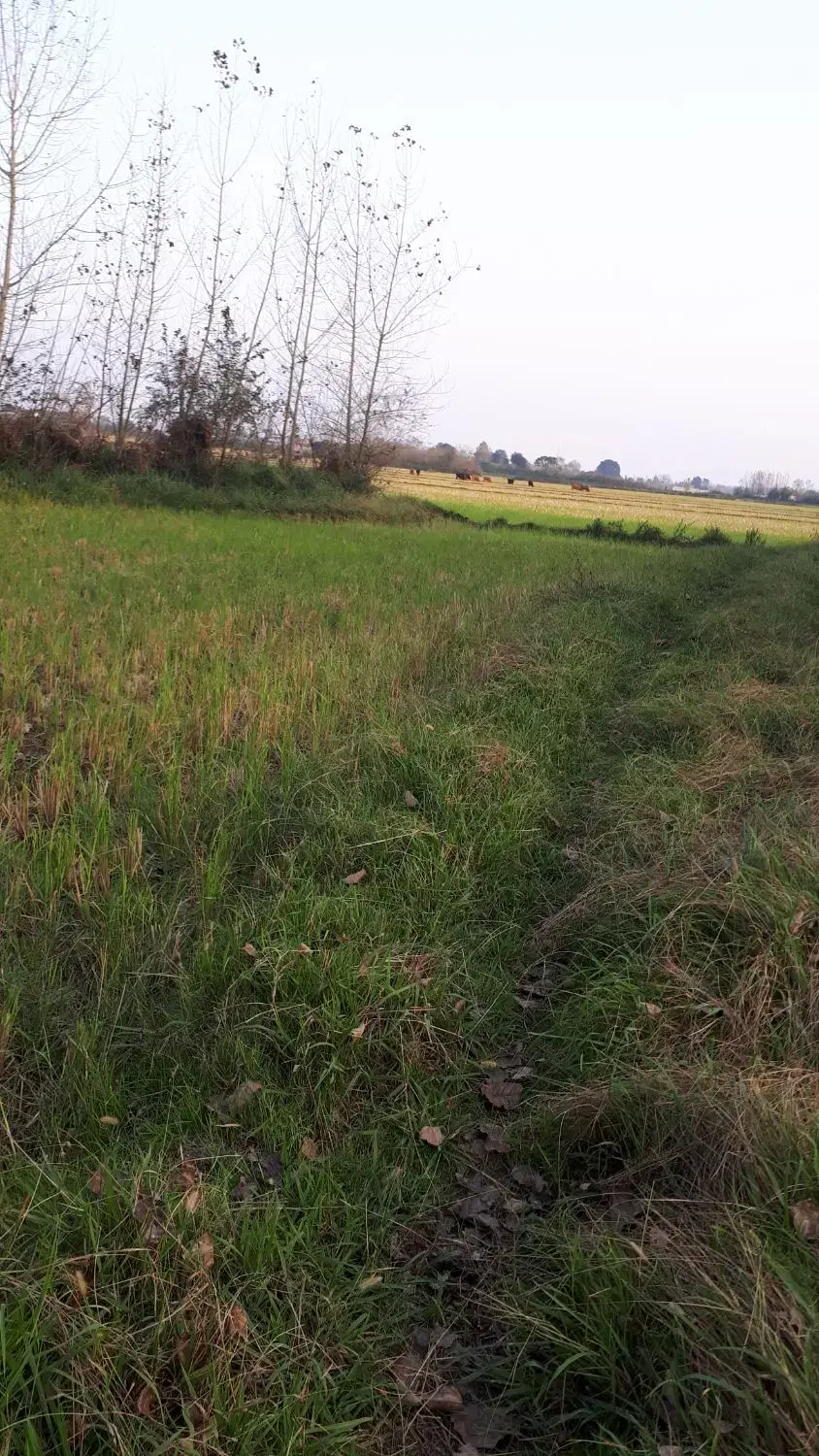 فروش‌ زمین‌‌ زراعتی