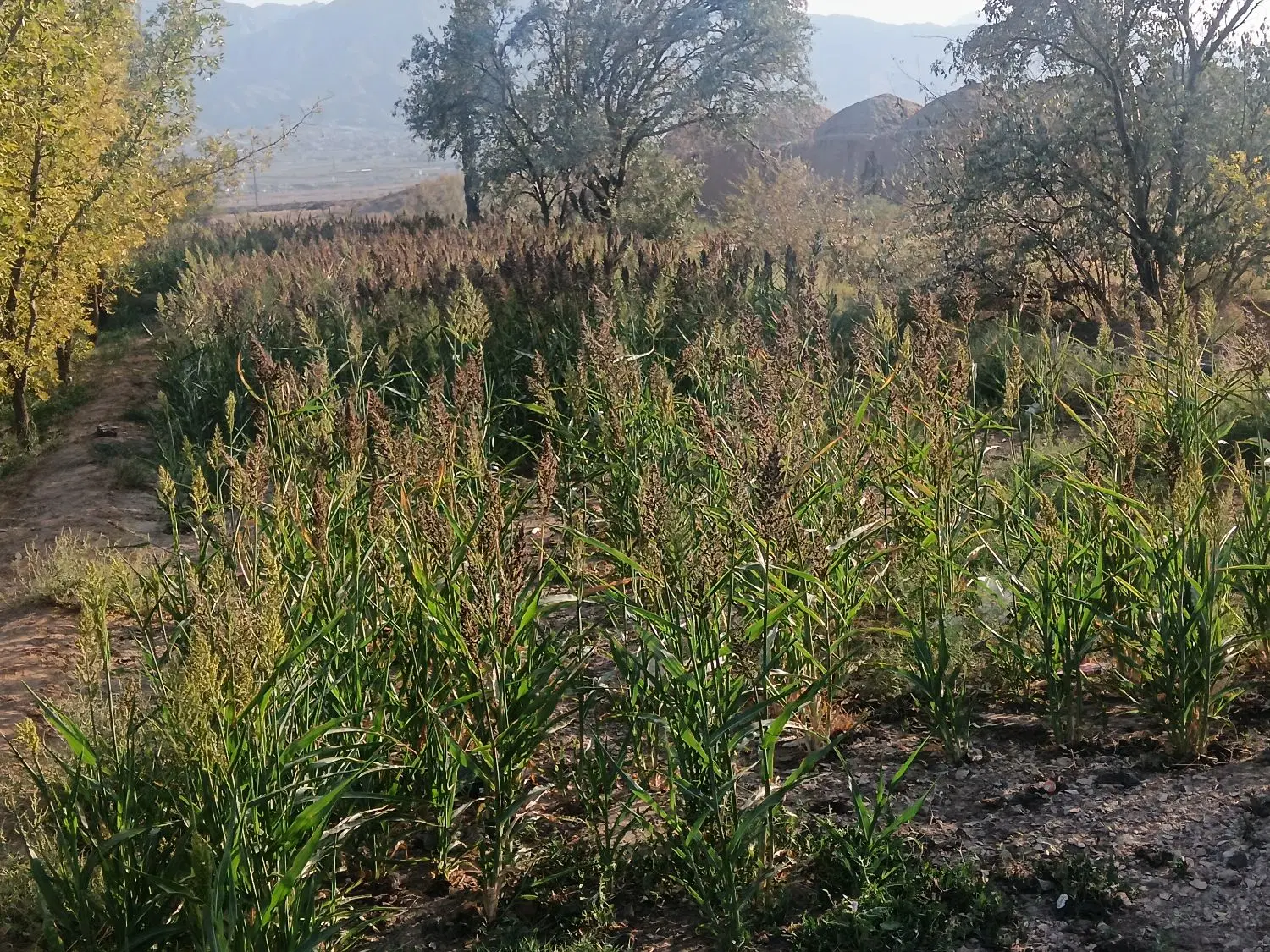زمین مزروعی حاجی اباد