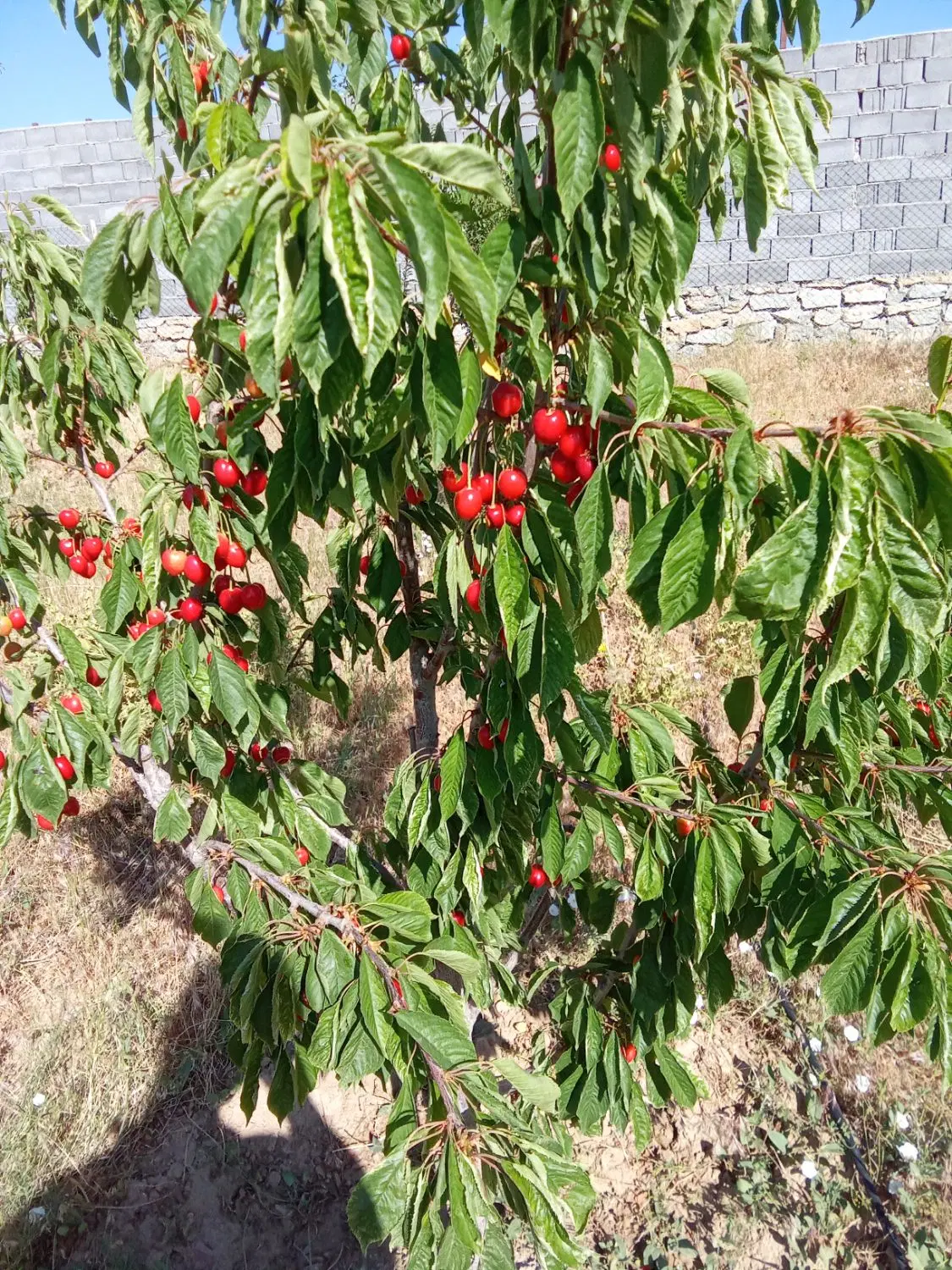 زمین باغی وکارگاهی دربالای شهرک صنعتی بهاران