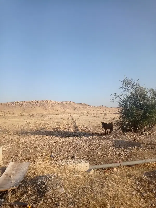 فروش زمین فرزند اوری