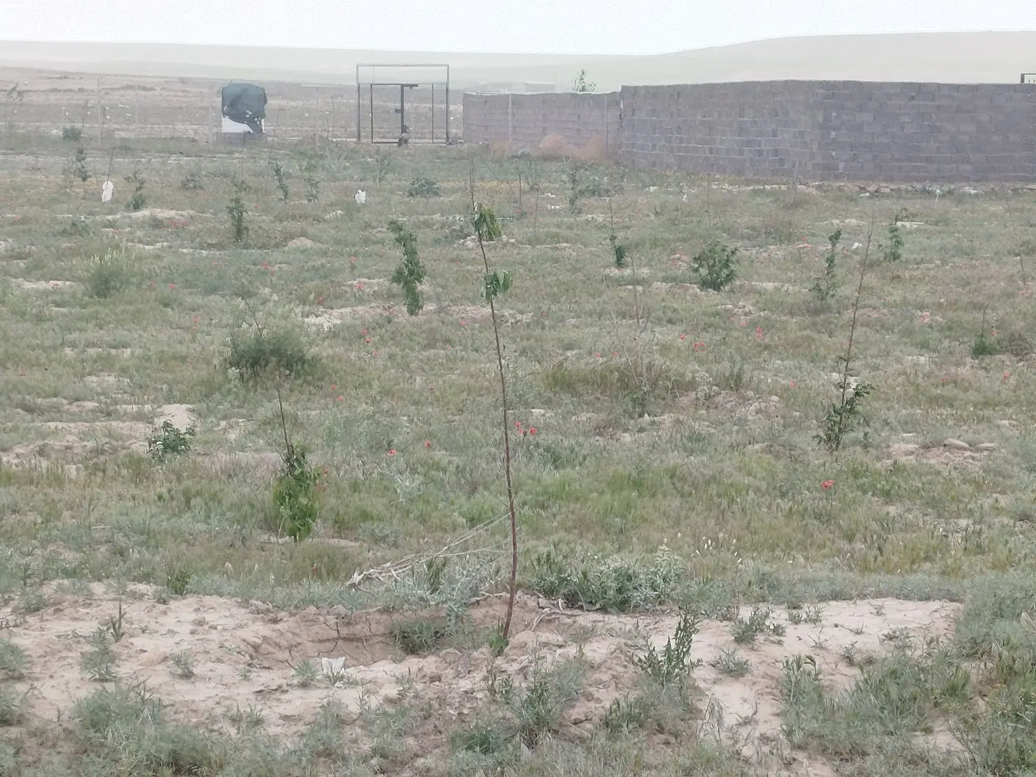 زمین باغی