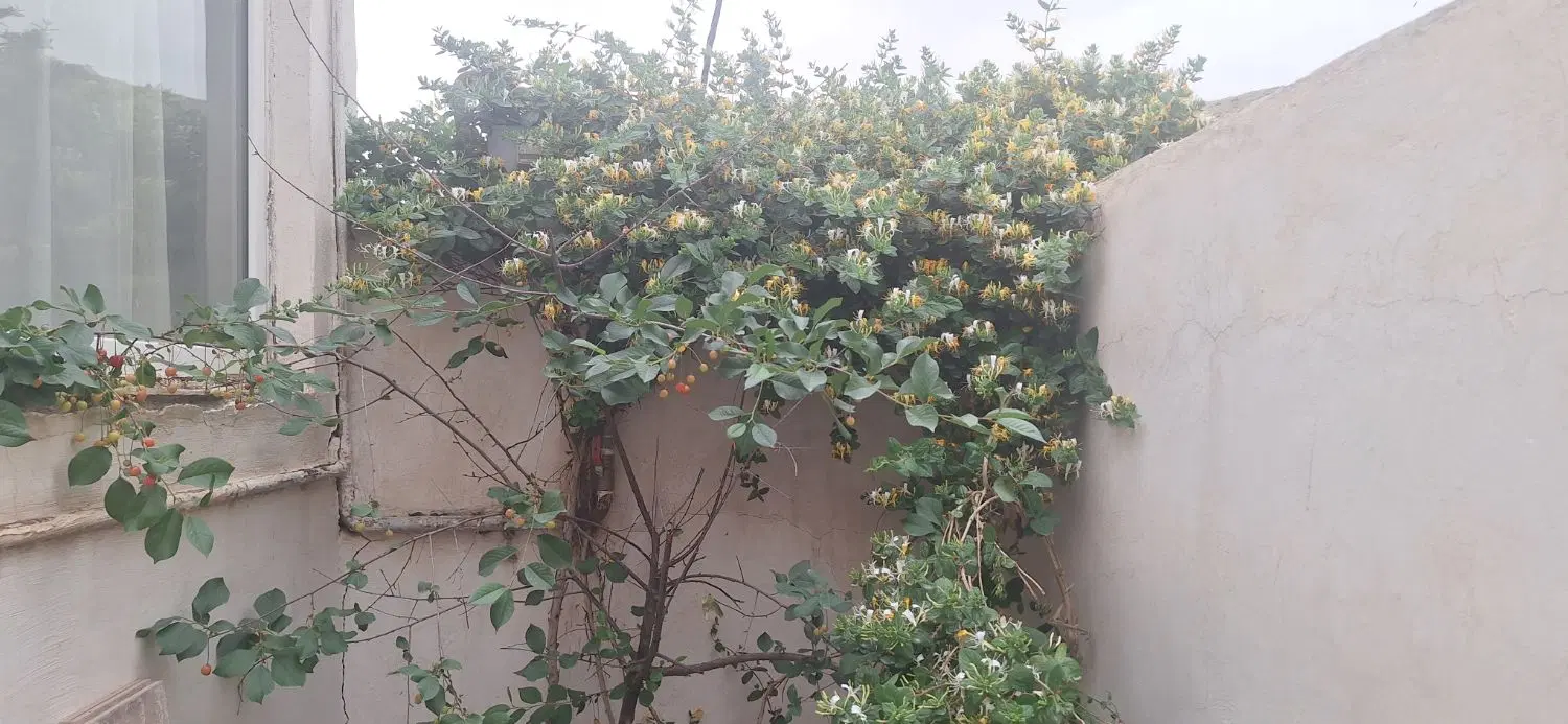 اجاره خانه دربست در روستای سیاهکلان