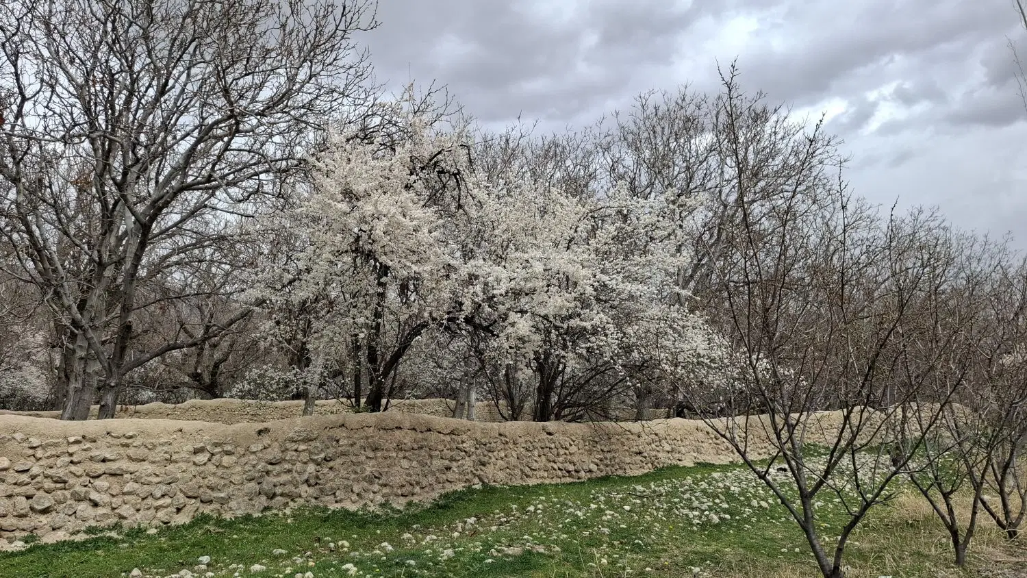 باغ انگور