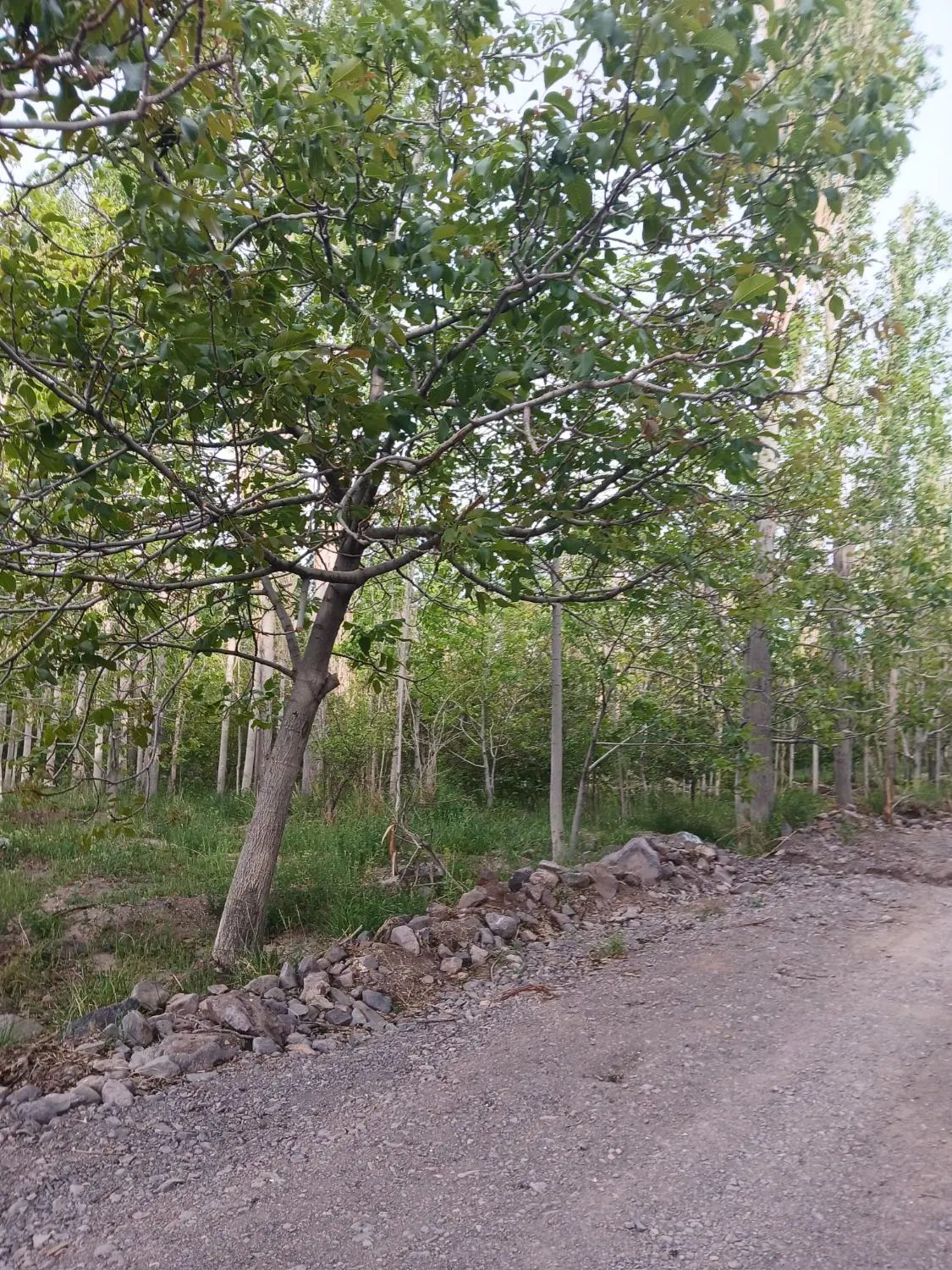 باغ 575 متر ، خیرآباد راین (آبشار)
