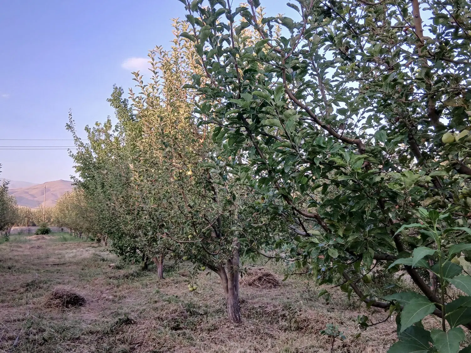 باغ ۲۴۰۰ متری بر جاده اصلی گرنگاه _ فول امکانات