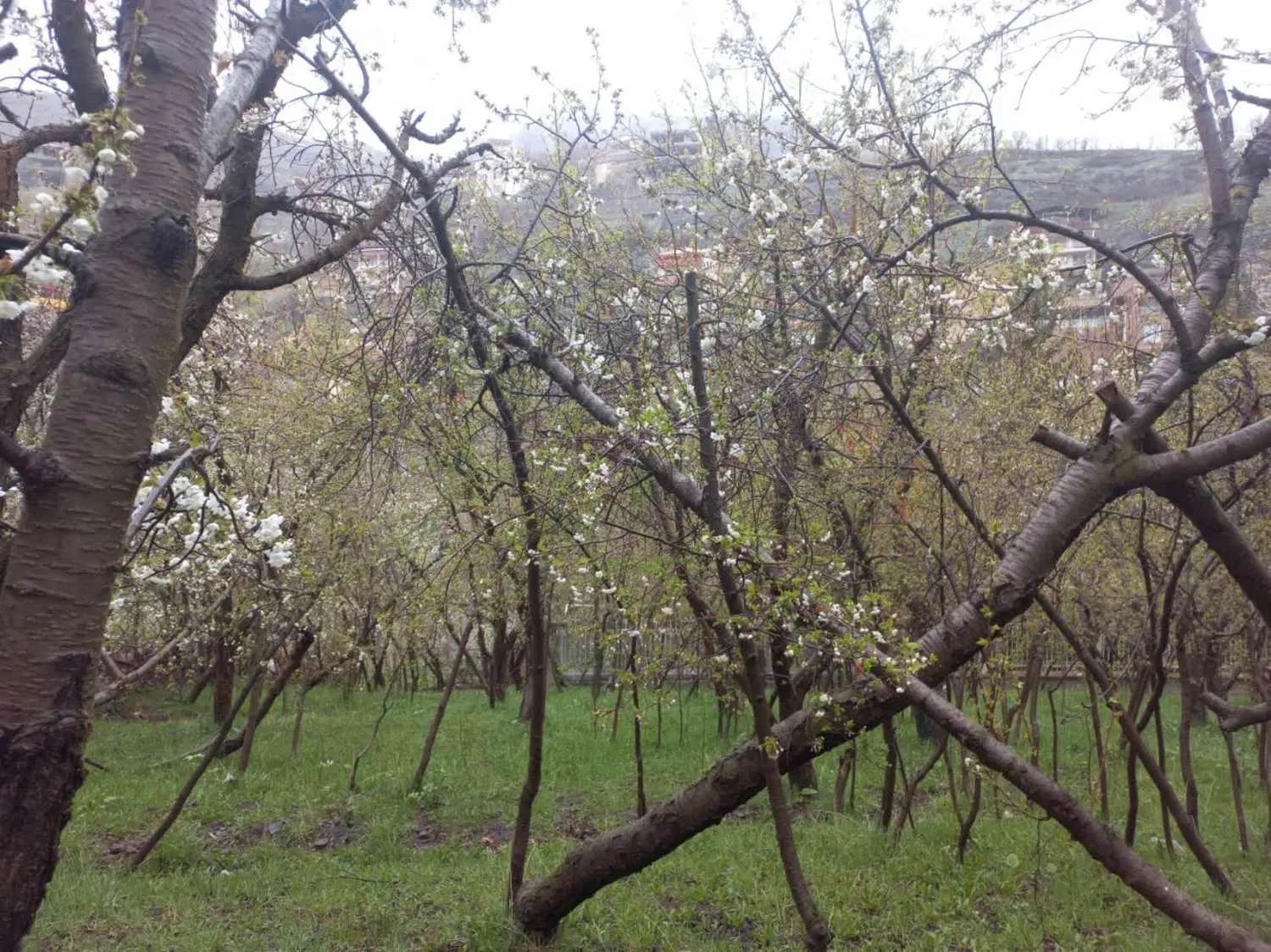 باغ قبل از روستای زشک