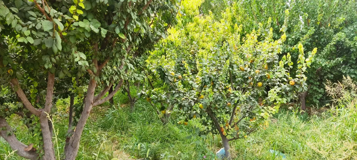 باغچه 382متری